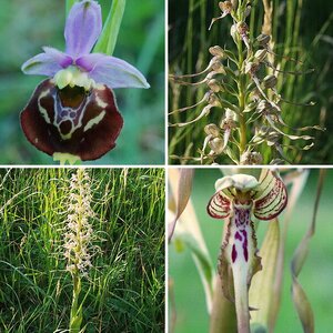 Heimische Orchideen