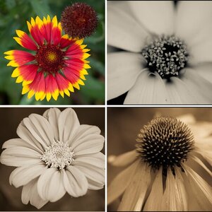 ..Blumen...