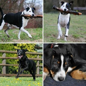 HUNDE ( Bilder wurden geschnitten, evtl.Helligkeit,Kontrast und Farbtemperatur verändert)