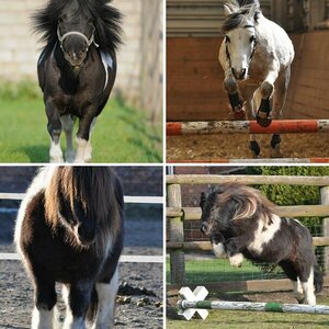 PFERDE ( Bilder wurden geschnitten, evtl.Helligkeit,Kontrast und Farbtemperatur verändert)
