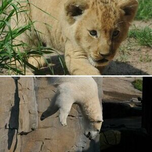 ZOO Hannover ( Bilder wurden evtl.geschnitten und Helligkeit, Kontrast und Farbtemperatur verändert)