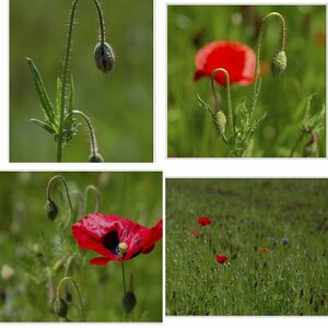 Sommerwiese