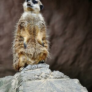 Tiere
