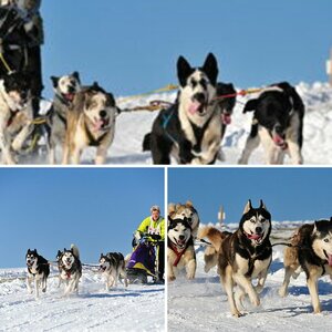 Schlittenhunderennen