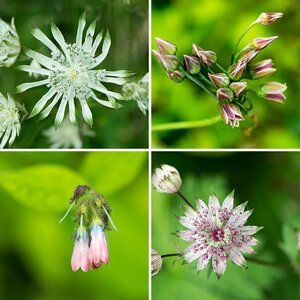 england - blumen