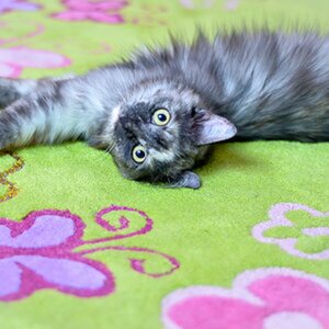 Katzen