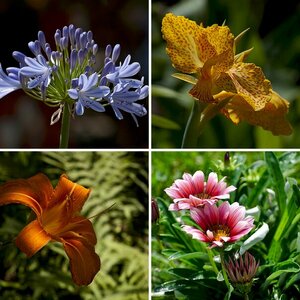 Blumen