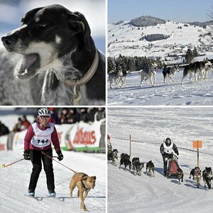 Bernau Schlittenhunderennen 2012