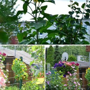 Blüten