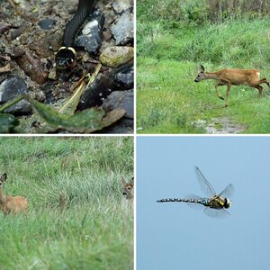 Feld,Wald, Wiese 1
