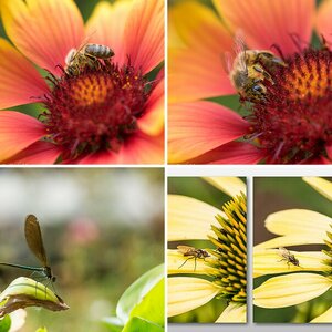 Insekten II