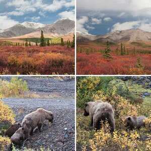 Denali