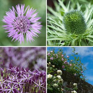 england - blumen 2