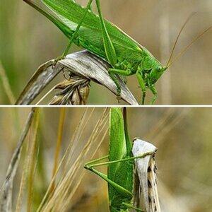 Schmetterlinge und Co
