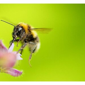 Bienen im Flug