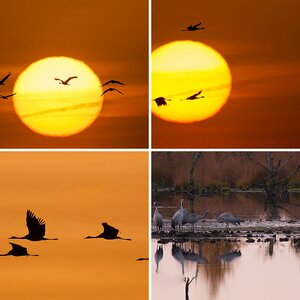 Kraniche bei Sonnenaufgang