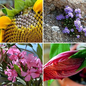 Blumen und Blätter