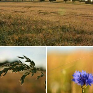 Sommerfotos aus der Heimat