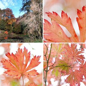 herbst