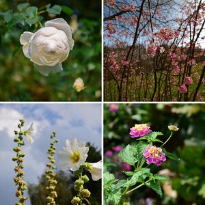 Blumen & co.