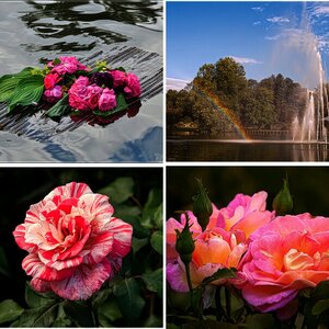 Rosengarten, Blumen und Blüten