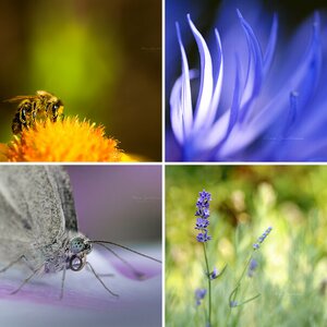 Makro/Natur