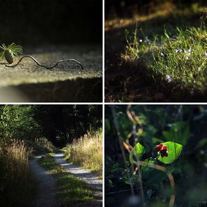 Waldspaziergang 27. August