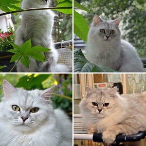 Meine Katze Pia