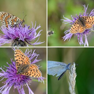 Schmetterlinge