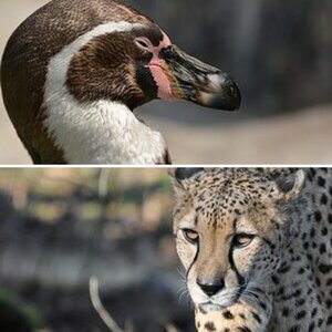 Tiere
