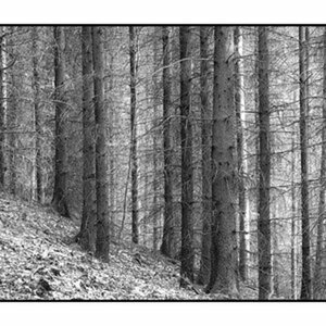 Wald