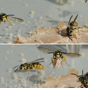 Die Wespen sind da....