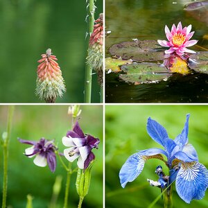 Blumen und Blüten