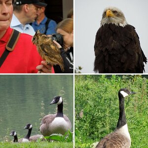 Vögel