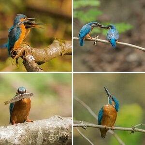 Die blauen Vögel am kleinen Flüsschen II