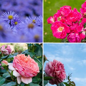 Blumen 4