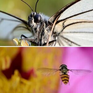 Makro