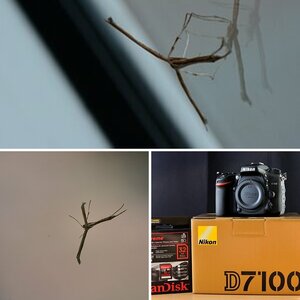 Nikon D7100