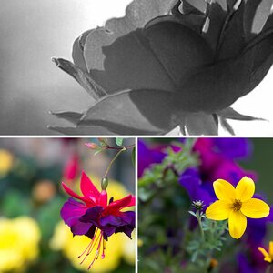 Blüten
