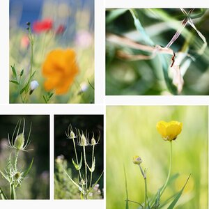 natur lV