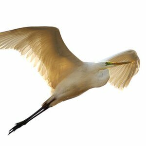Vögel Freiland