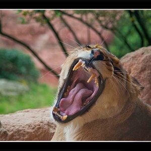 Zoo Hannover