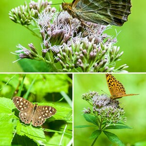 Schmetterlinge