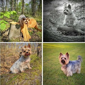 Yorkie