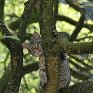 Katzen