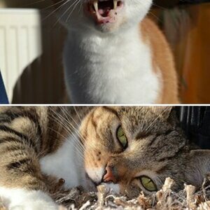 Unsere Katzen