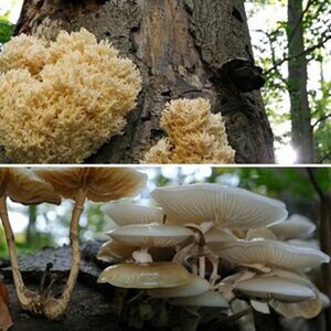 pilze