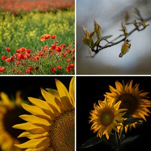 Blumen