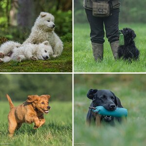 Hunde
