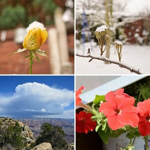 Blüten
